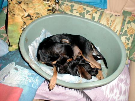 Diane et ses bb