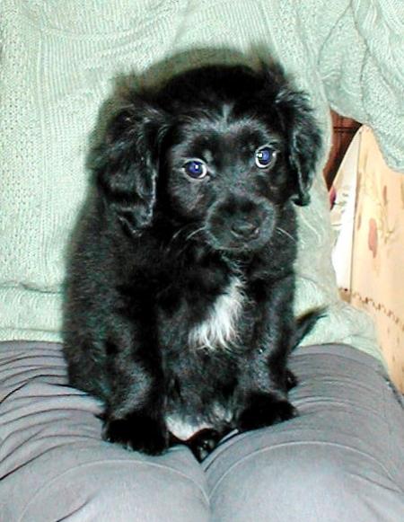 blacky