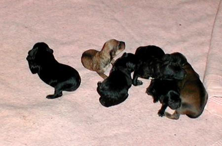 les bb chiots