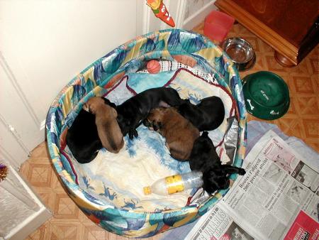 les chiots de Diane