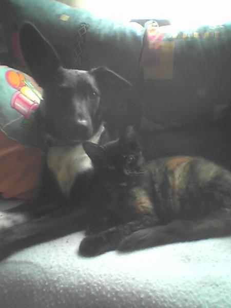 dixie et princesse
